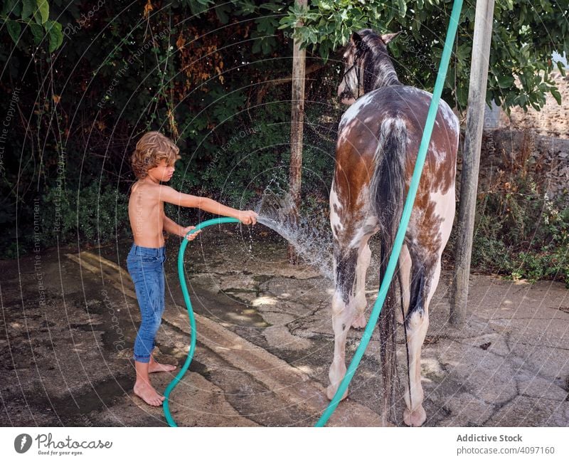 Child caressing and washing horse in summer boy farm child stallion barefoot hose countryside love ranch water vacation splash hobby holiday rider summertime