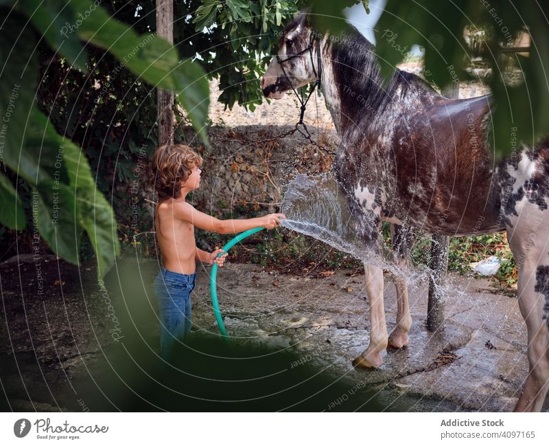 Child caressing and washing horse in summer boy farm child stallion barefoot hose countryside love ranch water vacation splash hobby holiday rider summertime