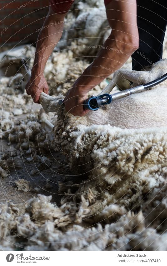 Crop man shearing sheep in barn farm wool worker countryside animal tool remove domestic job ground shed agriculture professional fleece shepherd rural lamb