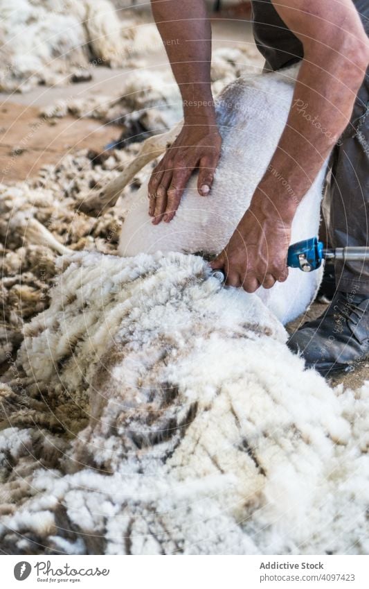 Crop man shearing sheep in barn farm wool worker countryside animal tool remove domestic job ground shed agriculture professional fleece shepherd rural lamb