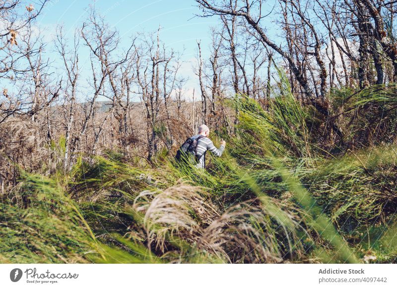 Man hiking in bare forest with colorful tall grass man hike adventure backpack wilderness nature leafless rural tree green sunny blue sky adult countryside