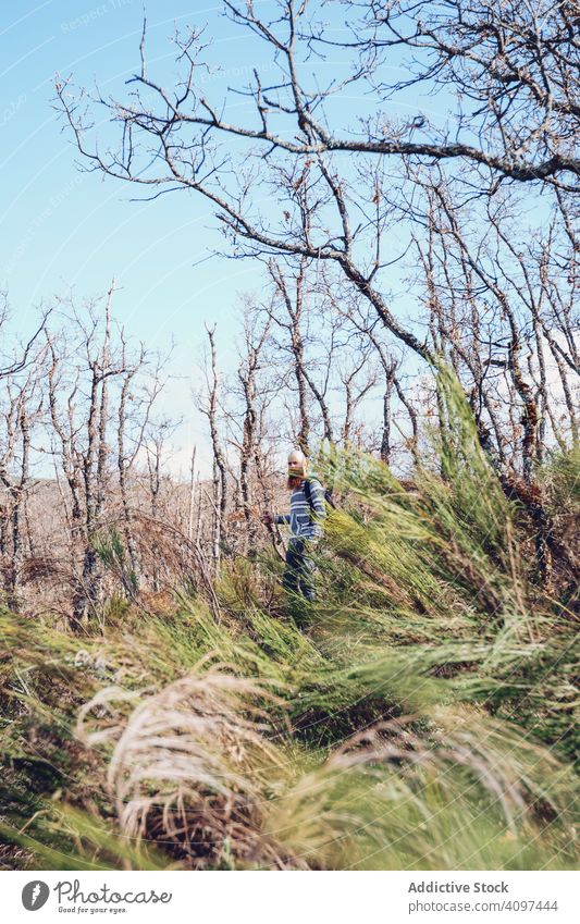 Man hiking in bare forest with colorful tall grass man hike adventure backpack wilderness nature leafless rural tree green sunny blue sky adult countryside