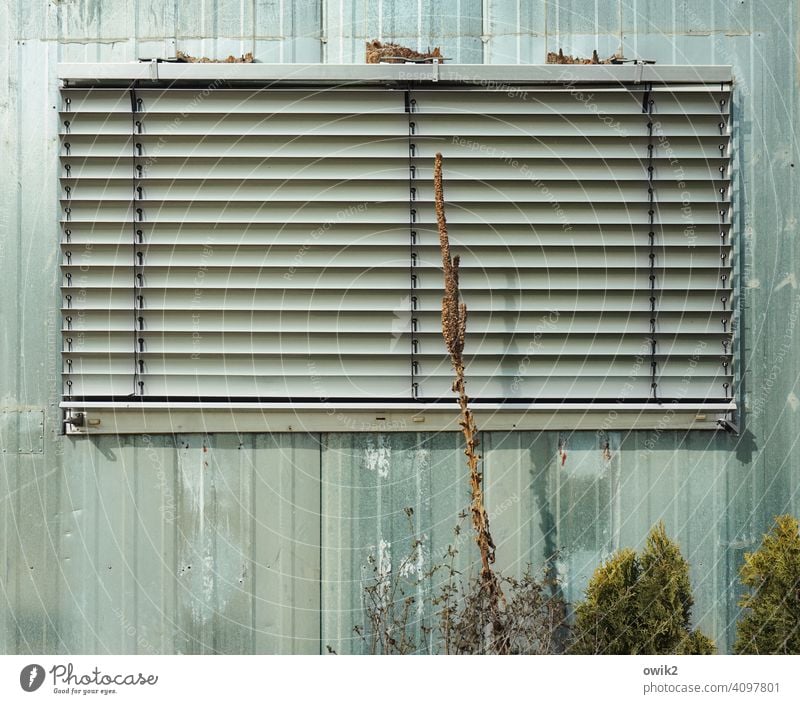 Striped curtain Window Venetian blinds too Closed Facade Roller blind House (Residential Structure) Exterior shot Wall (building) Deserted Roller shutter Shadow