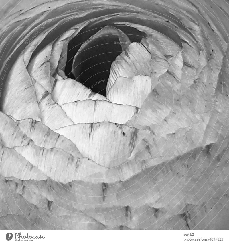 Open flowering Buttercup Blossom Delicate Near Plant Close-up Detail Spring Macro (Extreme close-up) Nature Soft Day detailed view open Black & white photo