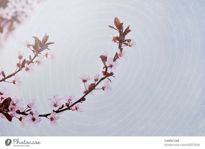 Cherry blossom: delicate ornamental pink cherry blossoms, in front of a sunlit white house wall Ornamental Cherry Blossoms Spring Delicate Bright sunny Pink