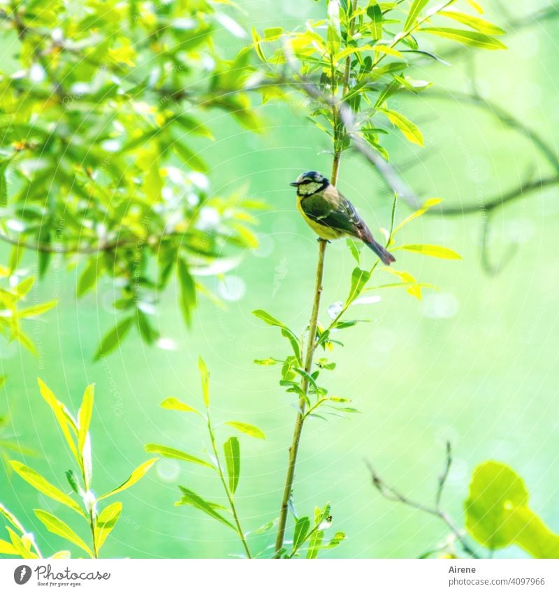 Down in the green meadow Tit mouse tit floodplain Rich pasture forest Water River Lake bank Pond sparkle Twig Branch little bird Bird Small nice Cute Spring