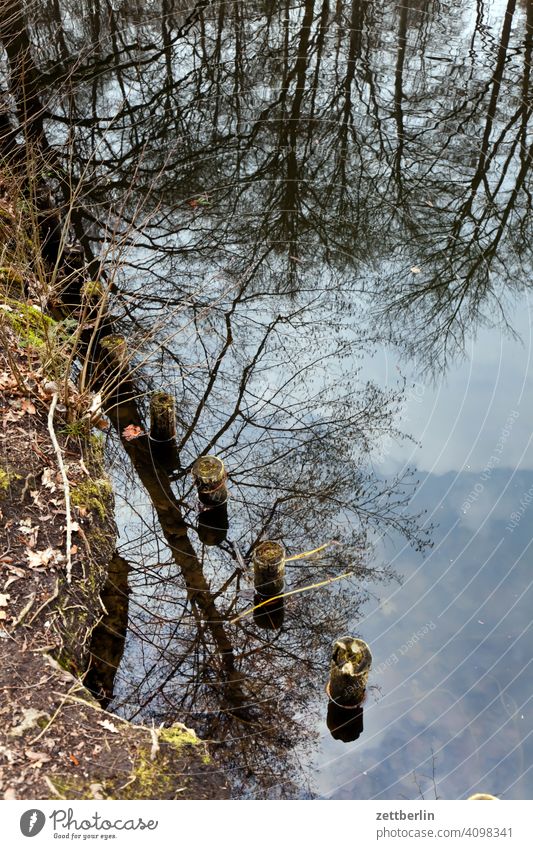 Water bodies in the Großer Tiergarten Evening Tree Berlin Beaver Germany Twilight Closing time Body of water big star Capital city Sky Island Deserted Middle