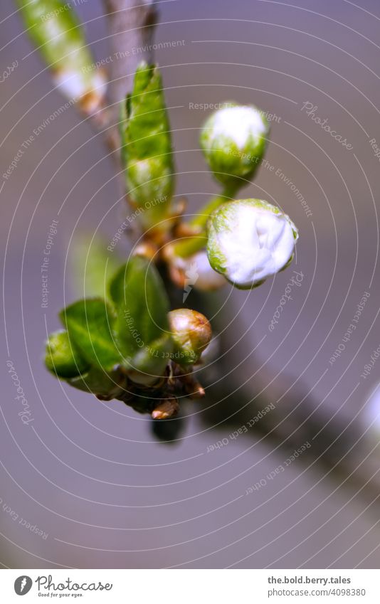 Bud of a tree just before opening bud Blossom Tree leaves Branch White Spring Nature Plant Blossoming Colour photo Exterior shot Green Close-up naturally pretty