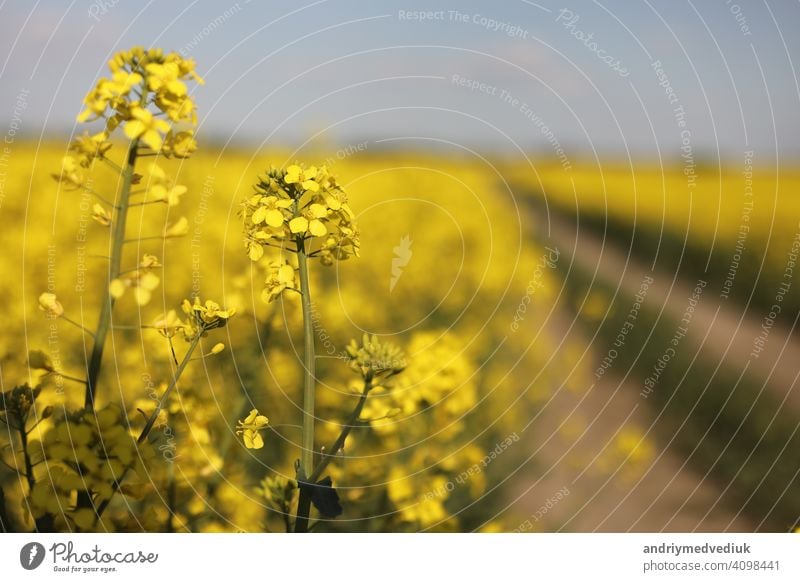 yellow rapeseed on a background of the sky. selective focus on color. canola field with ripe rapeseed, agricultural background blue clouds plant oilseed nature