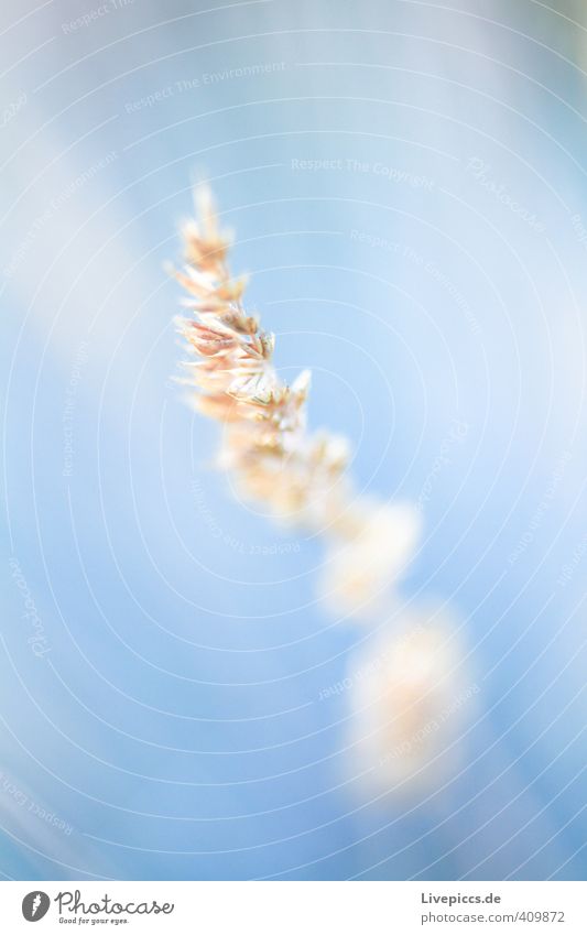 ...on the meadow we lain Environment Nature Plant Sunlight Summer Grass Bushes Wild plant Garden Park Meadow Field Illuminate Esthetic Fresh Bright Illness