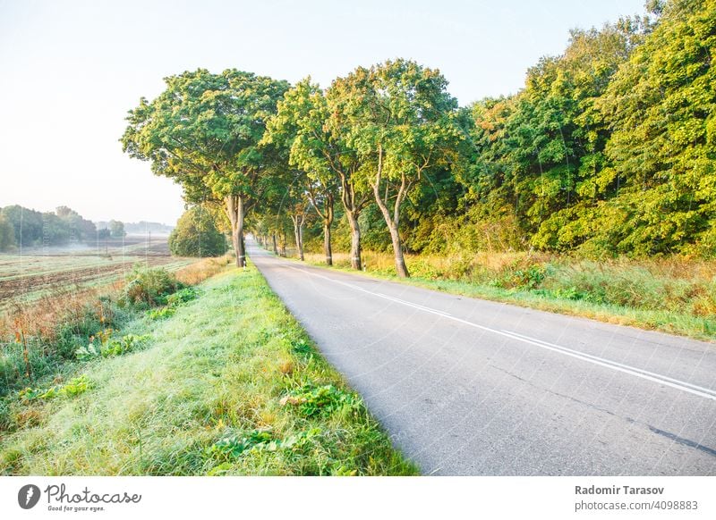 new asphalt road in the forest trip drive summer travel country highway journey green nature outdoor landscape empty view tree environment freeway sunshine far