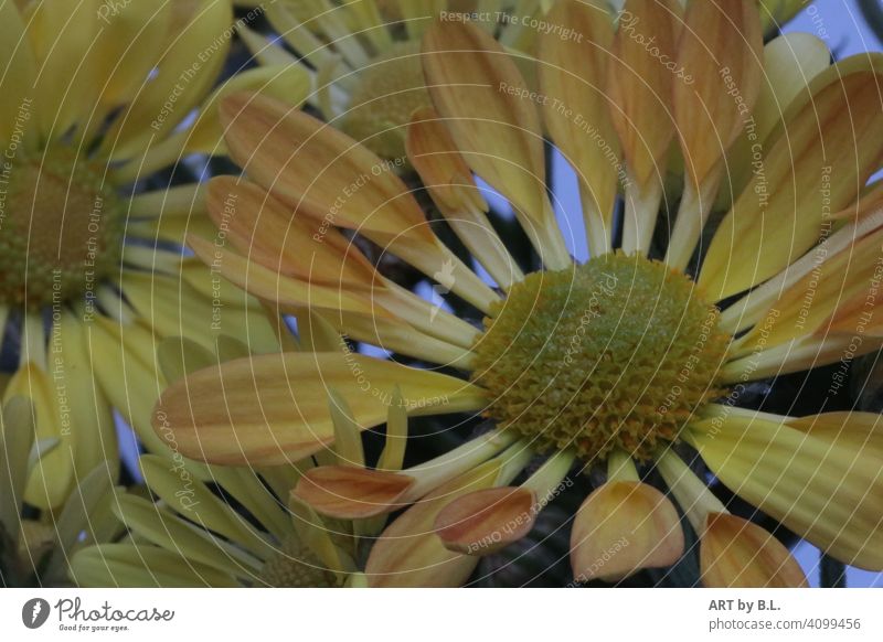 Chrysanthemum indicum, Swifty yellow & orange Flower Blossom Yellow Orange Spring Season