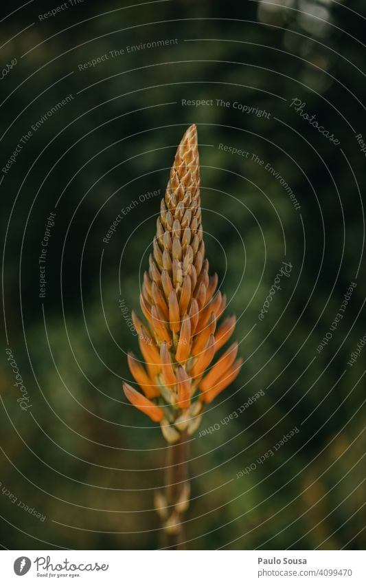 Aloe vera flower Flower aloe vera suculent Evergreen perennial Medicinal plant Plant Green background health care healthy Nature Fresh Close-up medicine Blossom