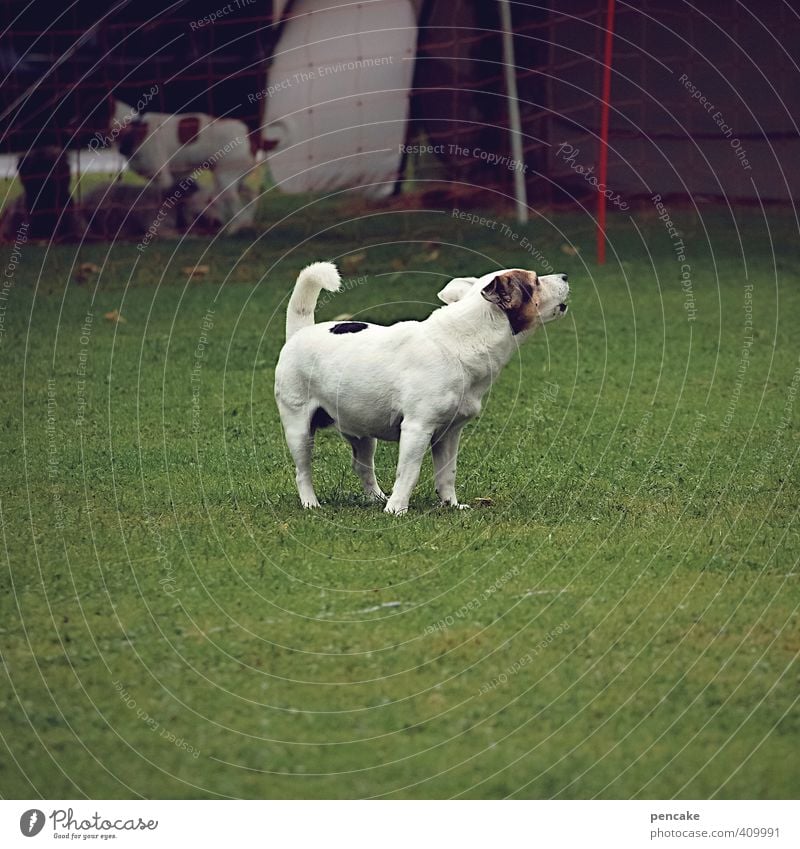 Black-and-white gray with a lot of radau! Grass Meadow Pet Dog 1 Animal Threat Brash Funny Sustainability Gray White Communicate Crash Wauwau Colour photo