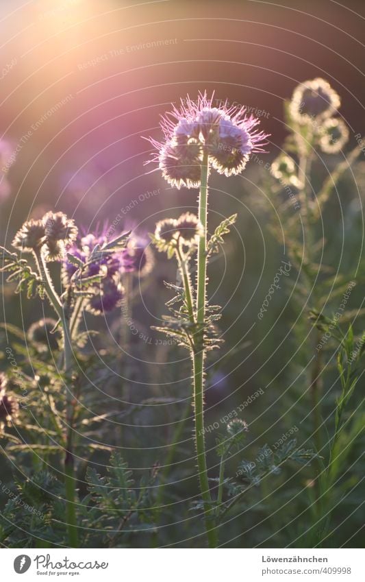 Waiting for miracles... Nature Plant Summer Beautiful weather Flower Blossom Phacelia bee pasture Field Blossoming Illuminate Fantastic Gold Green Violet Happy