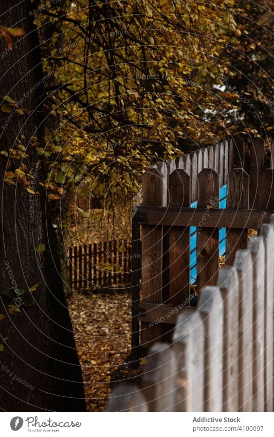 Blue wooden seat and fence with autumn leafage bench street foliage blue golden colorful square park rural countryside vintage improvement tourism rest weekend