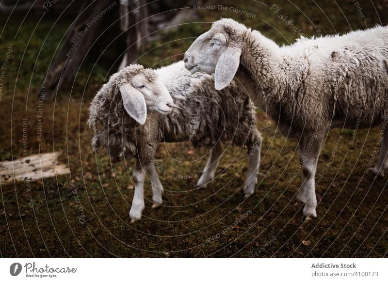 Sheep on the grass animal sheep domestic lifestyle breed mammal furry white mountains dolomites italy explore wanderlust outdoors horizontal copy space