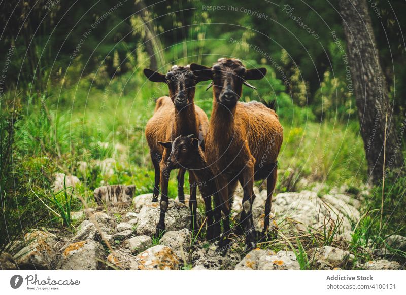 Wild goats in green forest wild kid stone nature animal mammal grass landscape nobody rock boulder habitat creature fauna species hairy furry brown calm