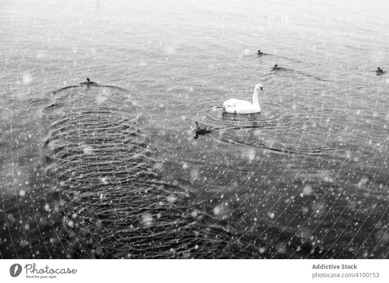 Swan and chicks swimming on lake in winter swan pond day snowfall water calm nature animal bird wild fauna creature avian ornithology ripple tranquil serene