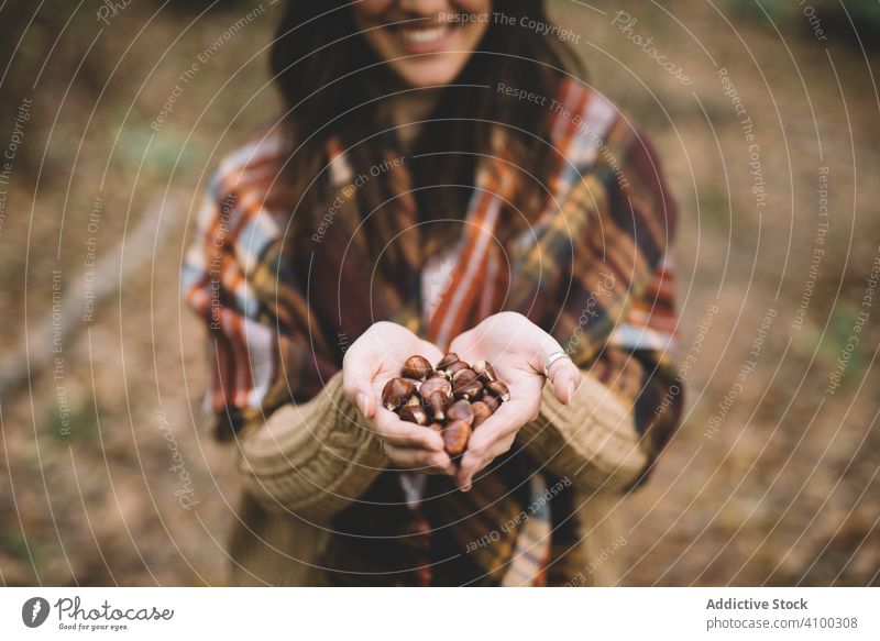 Crop woman showing nuts in forest chestnut handful smile autumn nature fresh female bunch ripe countryside fall season cheerful happy collection harvest lady