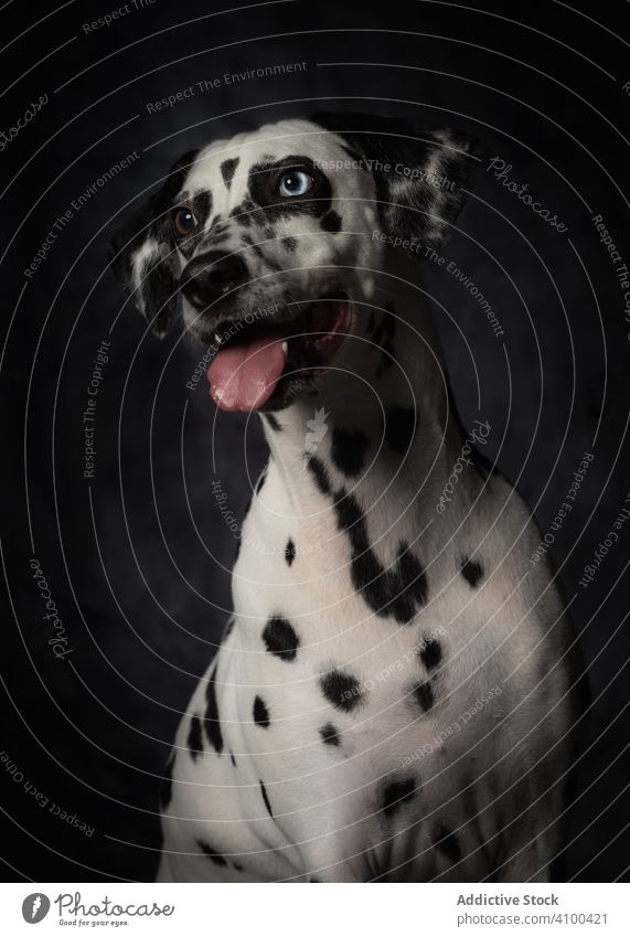 Calm adult interested Dalmatian dog pet dalmatian purebred portrait spot dappled animal friend domestic mammal breed fur curious tongue white wellness peaceful