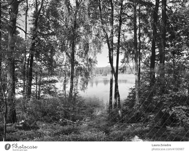 The lake in the summer Lake Lakeside Wood Forest Forest walk Forest lake Reflection Birch tree Tree Water Water reflection Environment Nature Surface of water