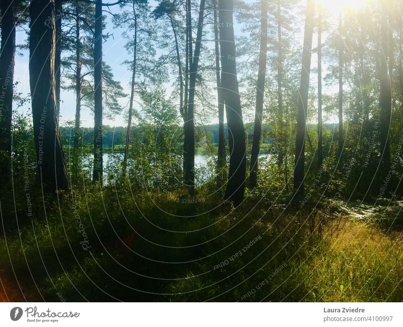 The lake on a summer day, Latvia Lake Water Lakeside Wood Forest Forest walk Forest lake Reflection Birch tree Tree Water reflection Environment Nature