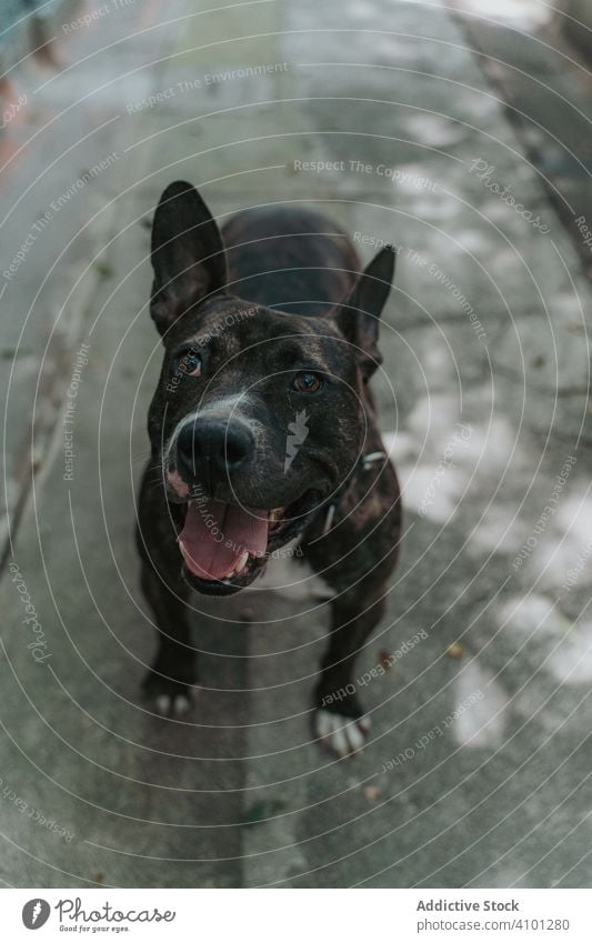 Glad dog strolling in street happy pet portrait strong domestic lifestyle mixed breed animal canine vertebrate obedient mammal walk friendly energy breath care