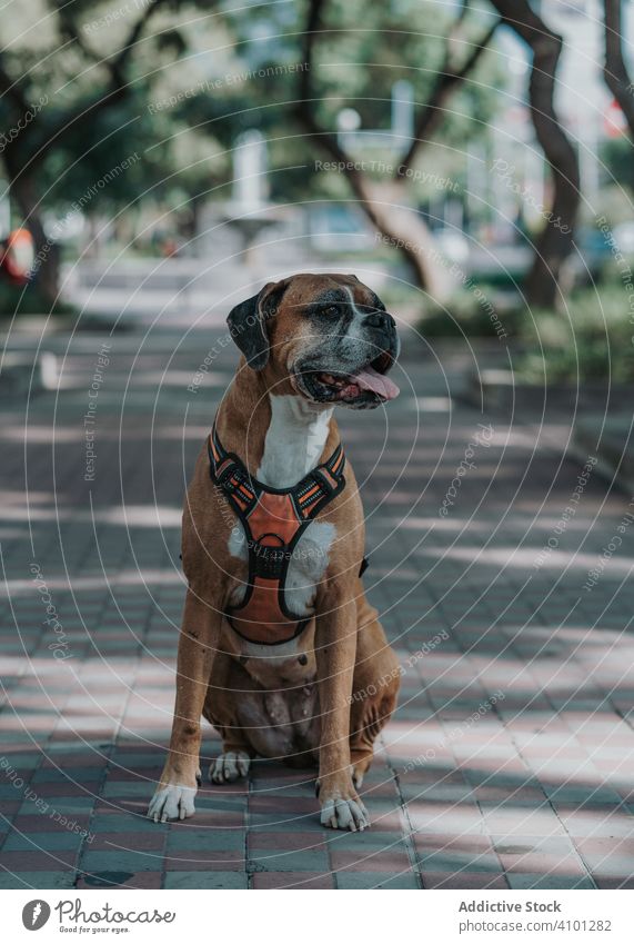 Playful dog spending time in street boxer summer animal pet domestic tongue out lifestyle breath breed canine harness vertebrate obedient walk urban mammal