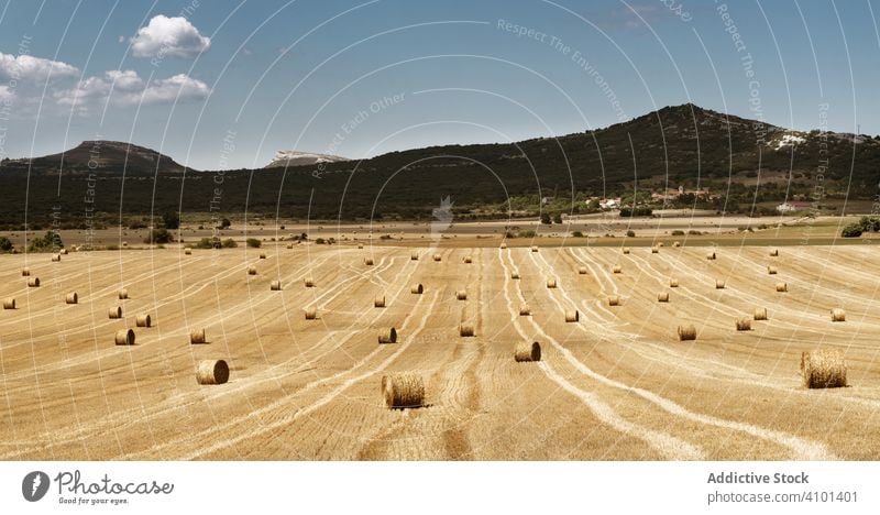 Haystacks laying on empty field at farmland haystack harvest nature straw agriculture rural rye seasonal wheat countryside crop prairie grain roll golden plant