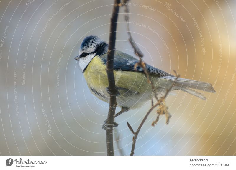 Blue tit holding on to thin branch Tit mouse Bird Wild bird songbird Beak Colour photo Animal portrait Yellow feathers plumage Grand piano Nature Close-up Black