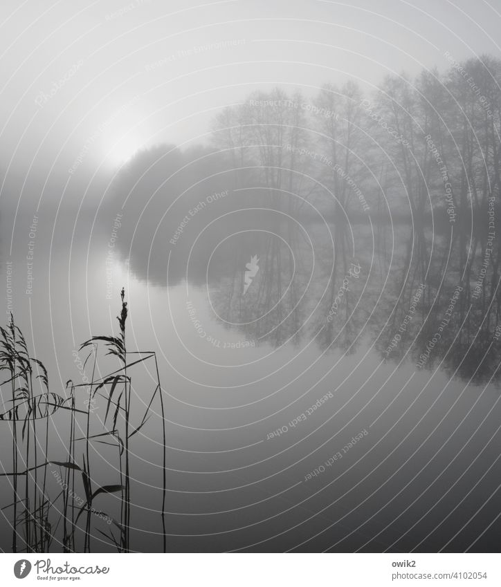 Limited view Environment Nature Landscape Weather Climate Winter Sun Tree Bushes Sparse Twigs and branches Marsh grass Fog Beautiful weather Plant Horizon