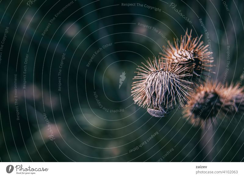 plant seen from close up with dark background Arctium spine buttons sparkling health medicine silver stem head herbal sharp spike weed abstract needle seasonal