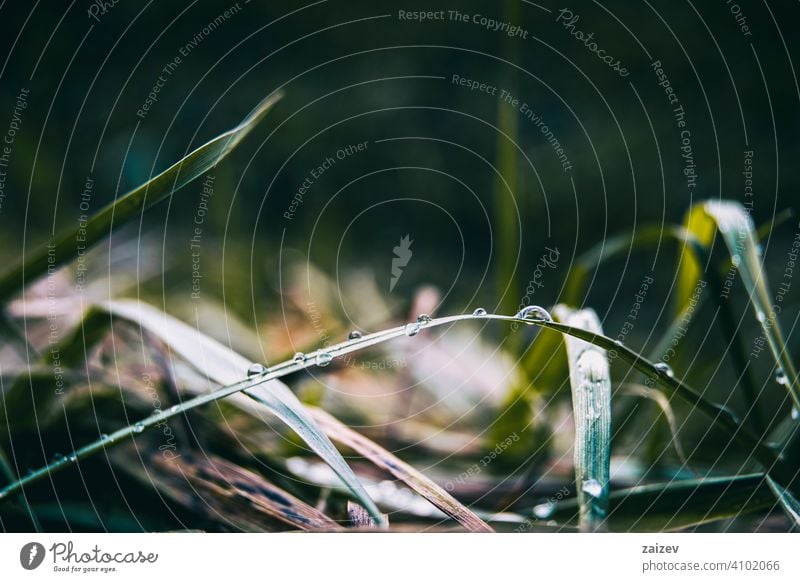 elongated grass blades with lots of dewdrops purity horizontal harmony peace simplicity copy-space splashing tranquility droplet shiny environmental life