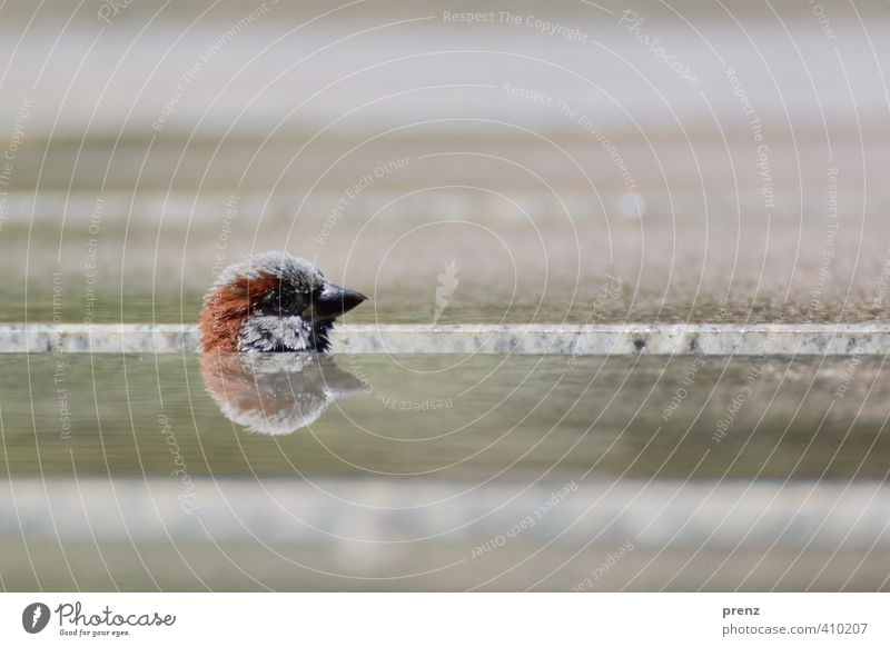 savvy Environment Nature Animal Brown Green Sparrow Head Mirror image Reflection Hide Bird Colour photo Exterior shot Deserted Copy Space top Copy Space bottom