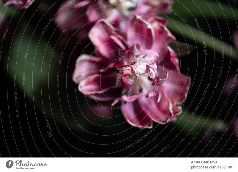 Close up of dried parrot tulips. dry flower bunch of flowers bouquet vase bouquet of flowers flower collections spring-blooming tulipa purple sadness moody