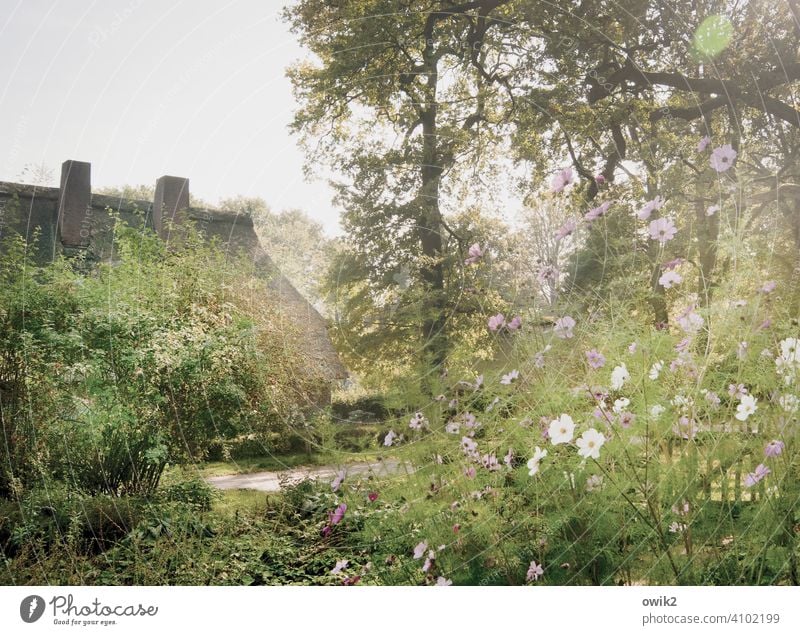 front yard Bushes Green White Violet Multicoloured Movement purple Ambitious Optimism Spring Ease Flower Landscape Blossom leave pretty Long shot Close-up Life