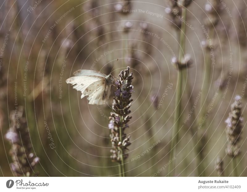 White butterfly sitting on lavender Butterfly Lavender Violet Nature Exterior shot Colour photo Summer Day Plant Animal Deserted Fragrance Blossom Flower