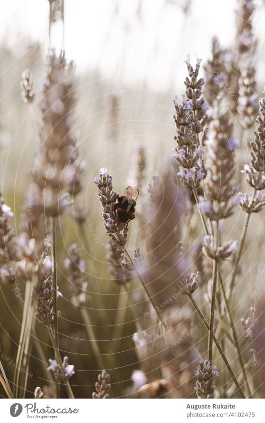 Bumble bee sitting on lavender in the garden Bee Insect Flower Blossom Summer Stamen Nature Plant Macro (Extreme close-up) Green Nectar Close-up Animal Yellow