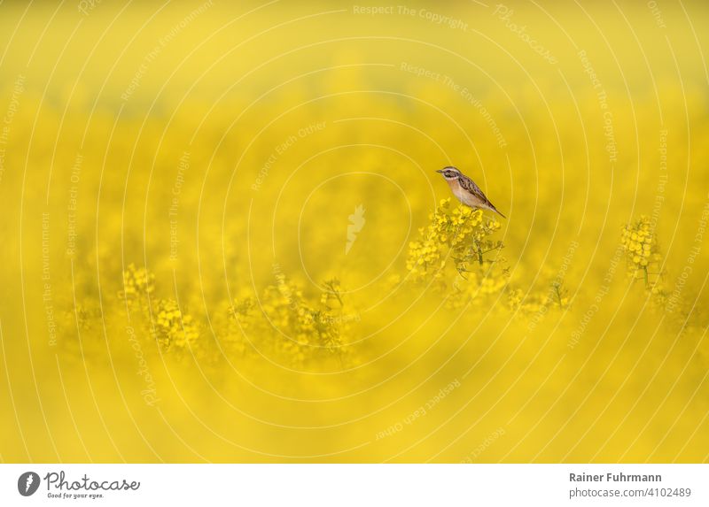 A small bird, a whinchat sits in a flowering rape field Canola Canola field Whinchat Saxicola rubetra Field Yellow Nature Spring Environment songbird Blossoming