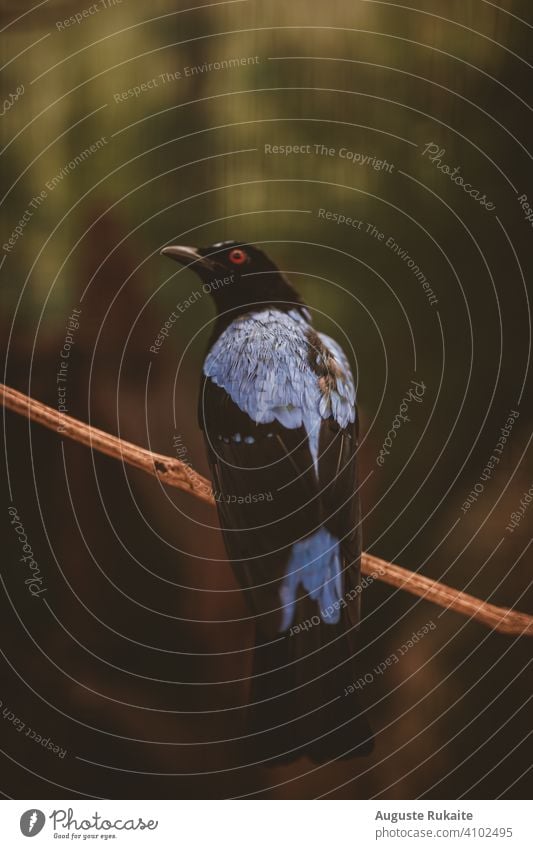 Portrait of an exotic bird looking up exotic animal Animal Animal portrait Bird birds colourful bird Bird's eye view Looking up Red Eyes Animal face animals