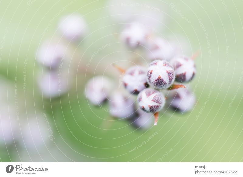 Bursting flower buds of Deutzia "Pearl rose Flower deutzia pearl rose Garden plants spring awakening Bud Energy new life Growth phase Exceptional Plant