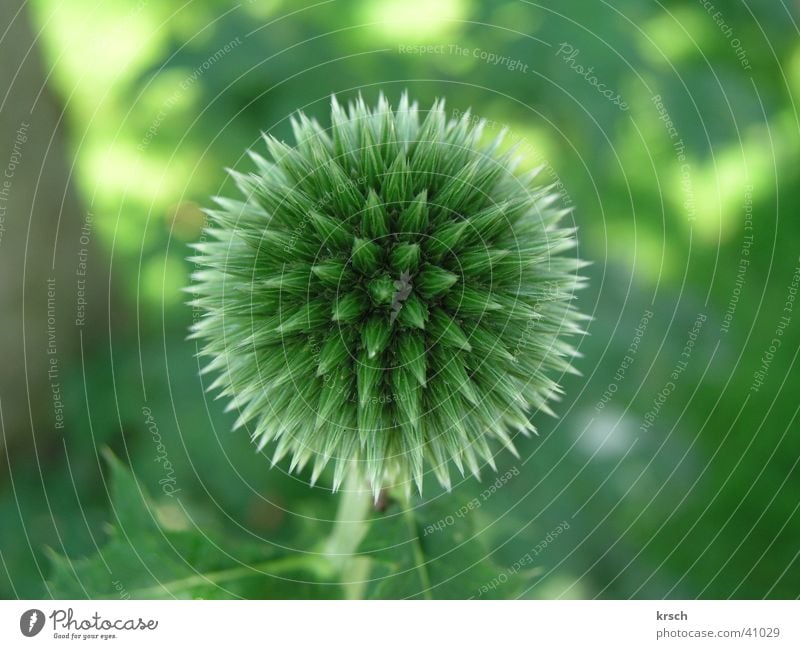 thistle Nature Detail Flower Thistle Macro (Extreme close-up) Sphere Green Plant Garden Thorn Point Thorny Round Symmetry Close-up