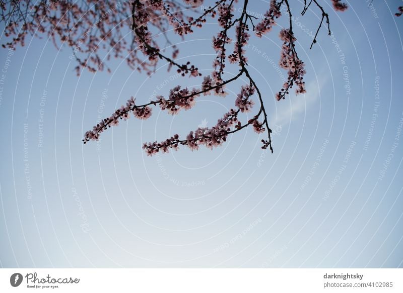 Cherry tree in full bloom in early spring and at Easter Garden Blossoming sakura Japanese chancellery Beautiful weather Exterior shot prunus serrulata Sky