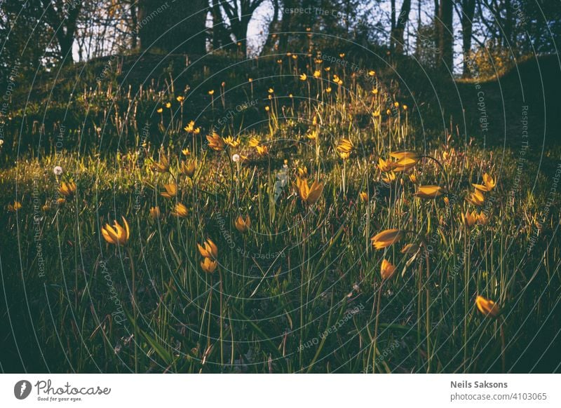 beautiful wild yellow tulips on the cemetery hill in golden sunset botany bright card celebration color colorful country creativity dawn decoration design flora