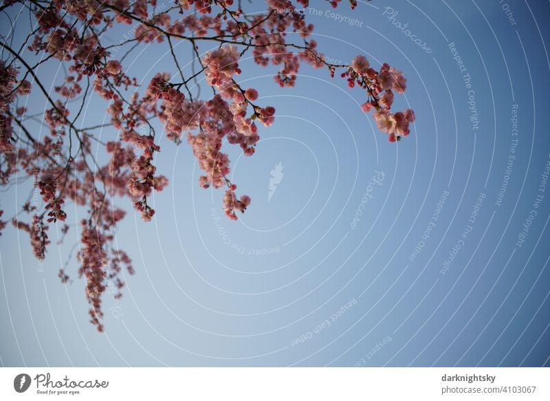 Cherry tree in full bloom in early spring and at Easter Garden Blossoming sakura Japanese chancellery Beautiful weather Exterior shot prunus serrulata Sky