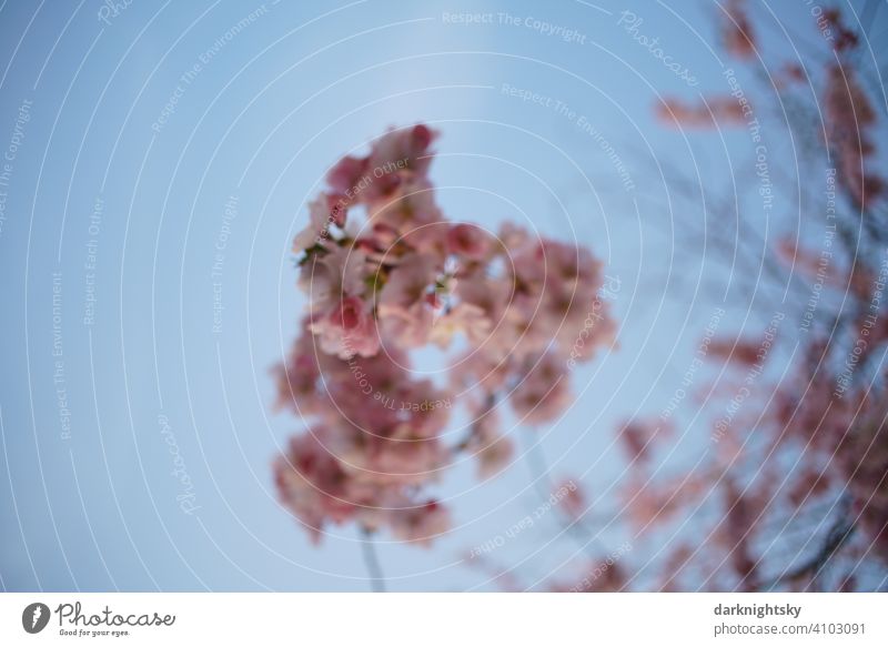 Blurred shot cherry blossom sakura as background tree in full bloom with bokeh Garden Blossoming Japanese chancellery Beautiful weather Exterior shot prunus