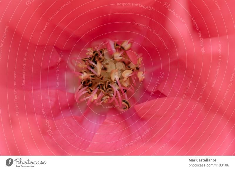 Macro photograph of the center of a rose. Textures. macro texture cento petals sepals stabres pestilence pink flowers close-up photography macro photography