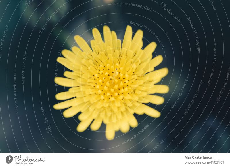 Yellow dandelion flower with the background out of focus. yellow creamy background copy space selective focus nature green plant natural macro grass meadow