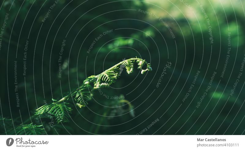 Young fern growths with the background out of focus. Selective focus. Copy space. leaf plant nature green flora forest stem wild texture rainforest jungle